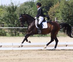 Fraternité 6 Jährig, M- Dressur