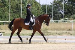 Springpferd Billy in der M